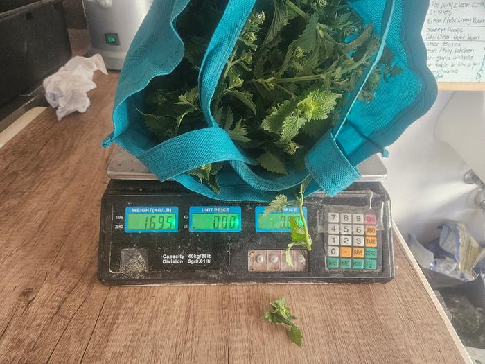 over 1 pound of mint