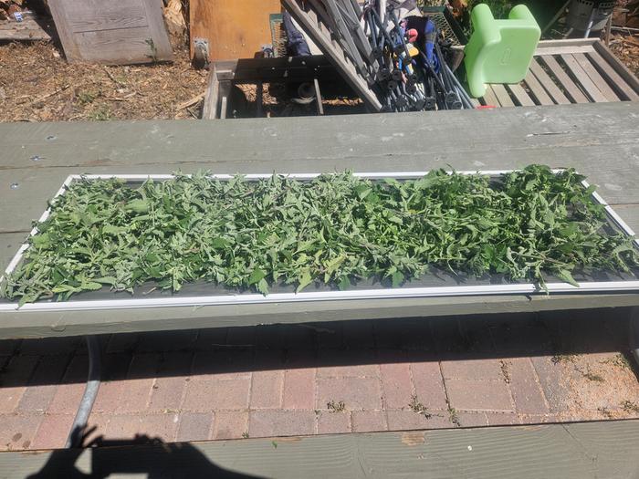 mint drying on a cookie sheet