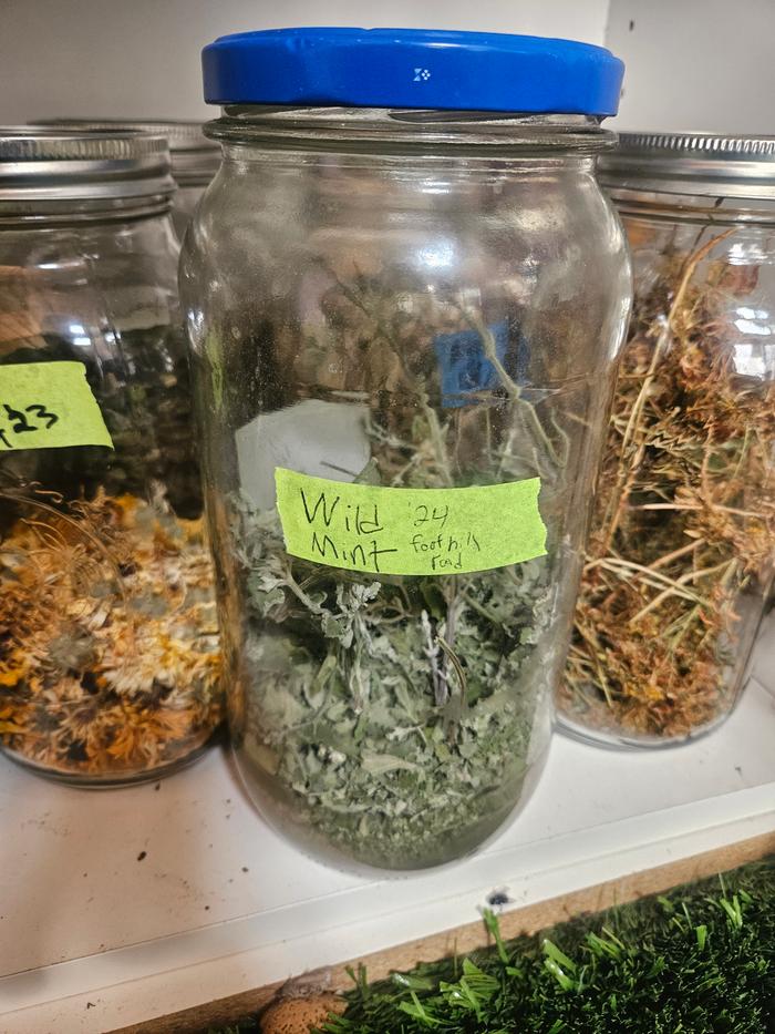 The correct herb, mint in its labeled jar