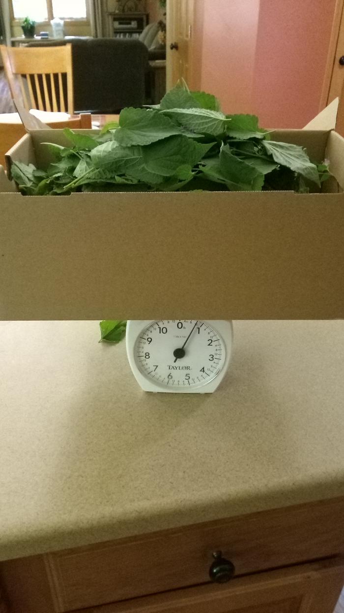 Herb weighed