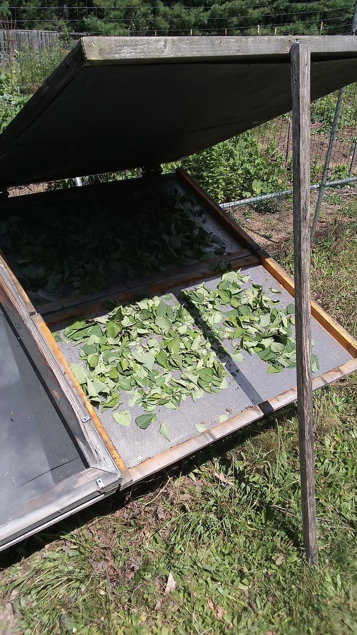 herb drying