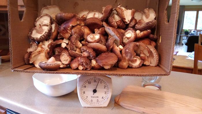 mushroom weight (11.6 lbs)