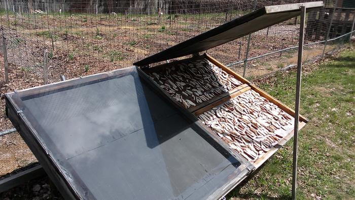 mushrooms drying