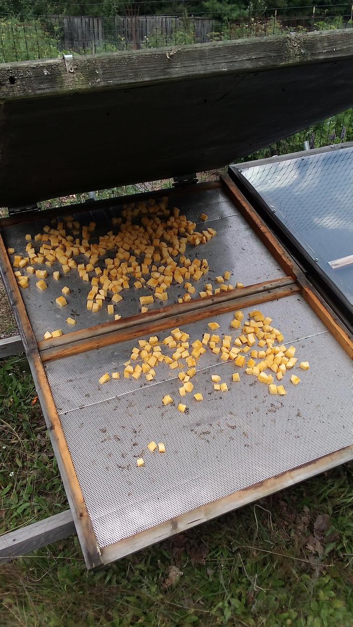 squash in dehydrator