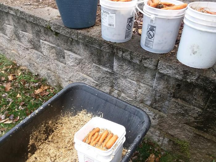 Packing up the carrots