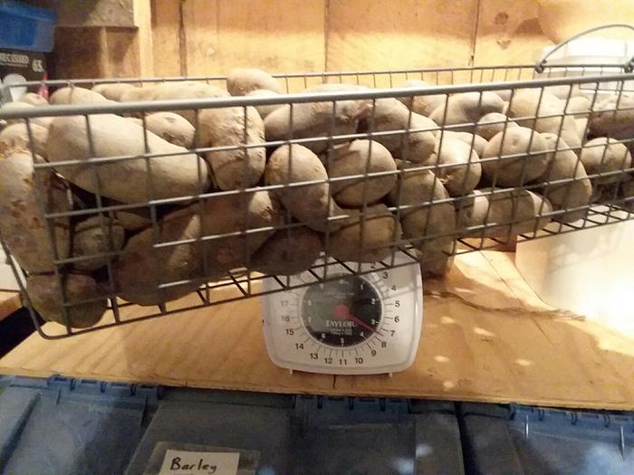 taters on the scale (went past 22# and on to 7.5 &amp;#61; 29.5)