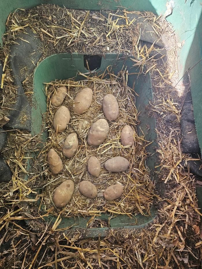 to prep the tiny root cellar, I clean out any debris, and lay in clean organic straw. Here I am layering potatoes and straw into the lower box