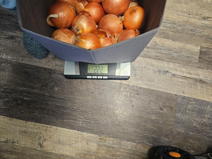 22.1 lbs of onions. 