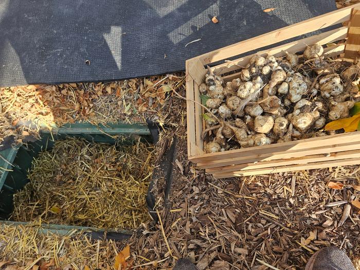 sunchokes going into the root cellar