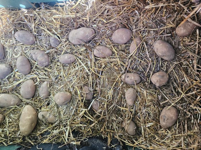 more potatoes going into the root cellar. As I layer them in, I'm careful that no food touches plastic of the sprinkler boxes. Only straw.