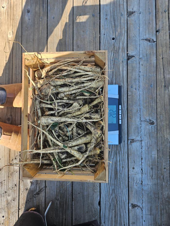 parsnips on scale