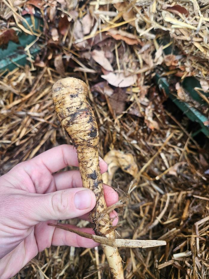 Parsnips in the root cellar