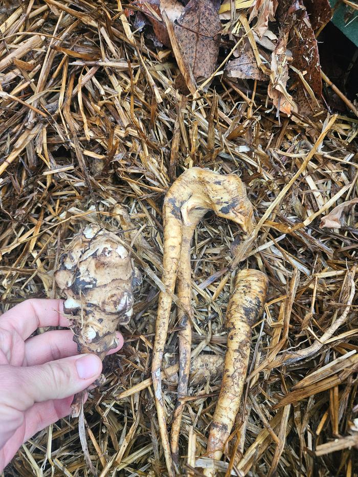 2 months later, the quality of food in the root cellar is amazing! Not even a little shriveling, which I had expected since it's been so dry this fall. But nope! Still wonderful!