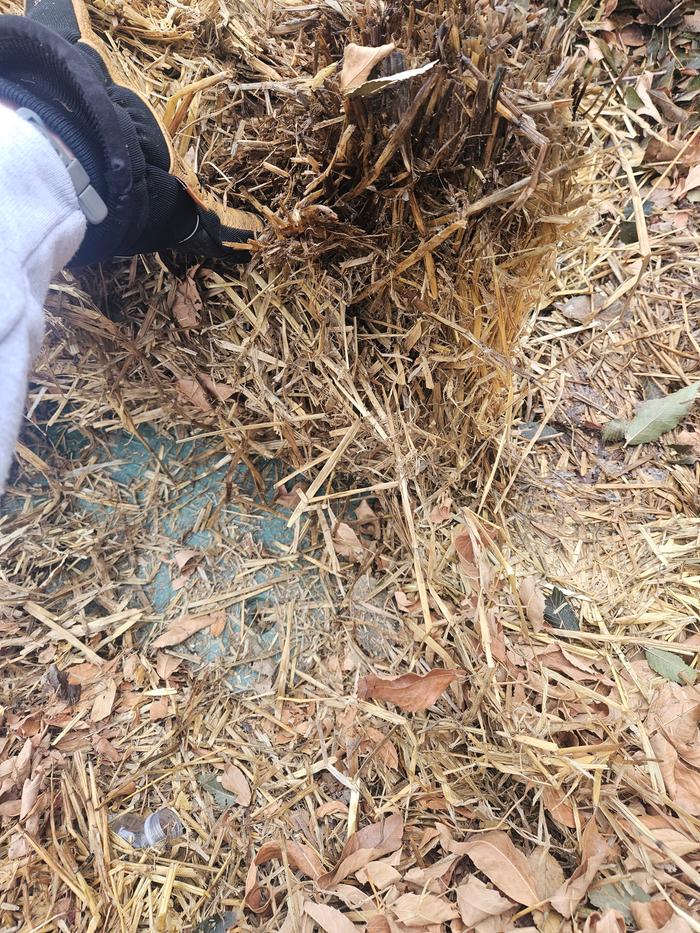 I then cover the root cellar with straw flakes, since it has begun snowing