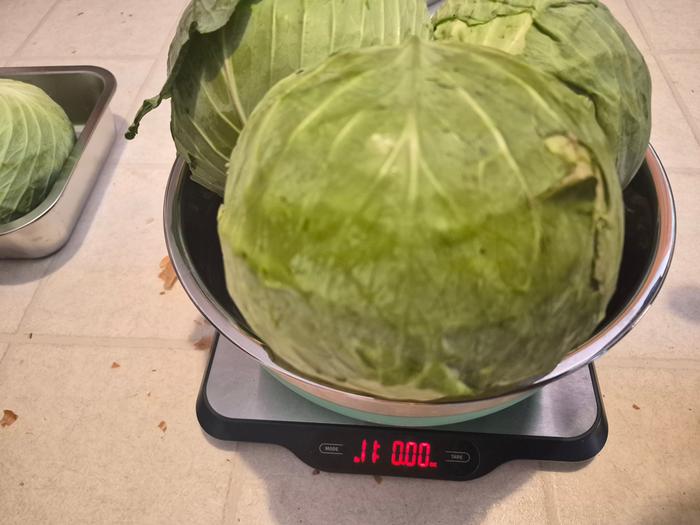 Cabbage 1