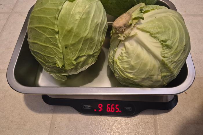 Cabbage 2