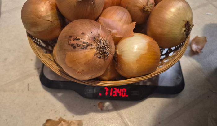 Onions 1