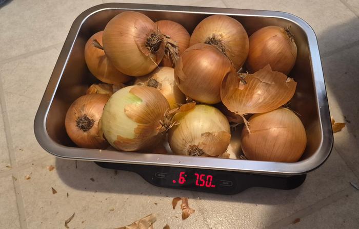 Onions 3