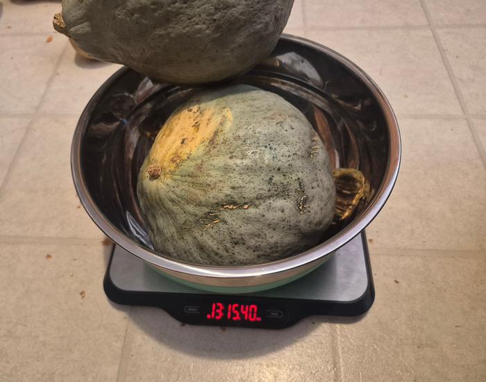 Squash 1