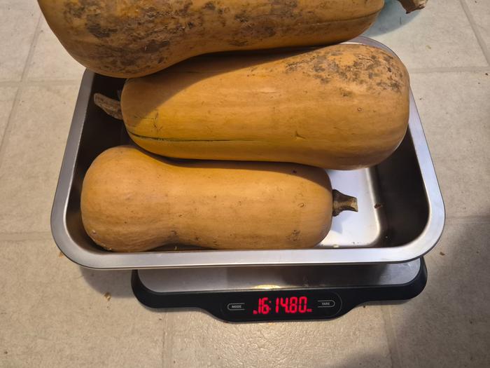 Squash 2