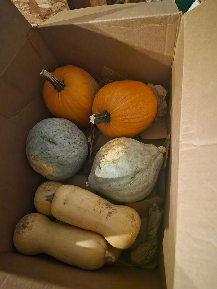 Squash stored in garage