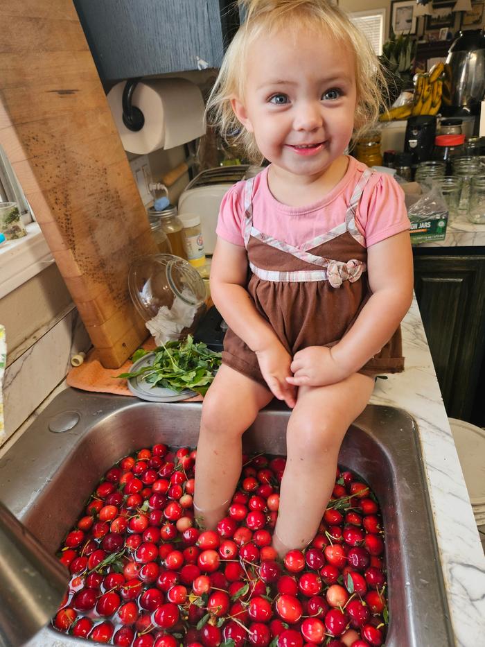 Washing the crabapple before they are pressed