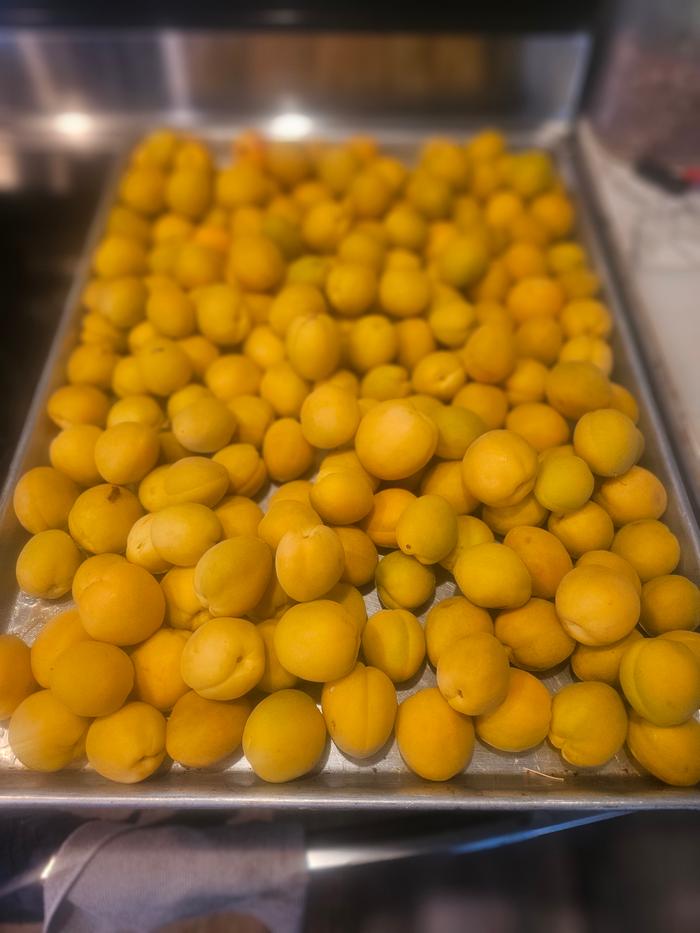 Apricots, washed and ready to process into jam