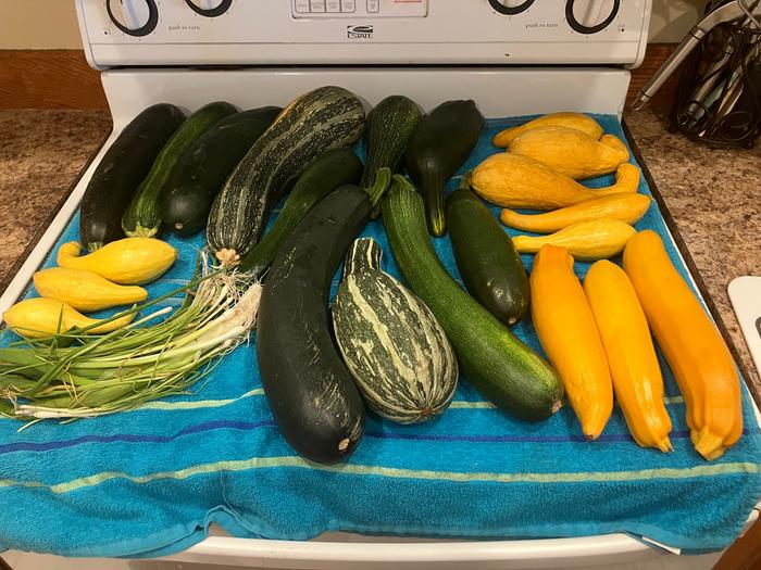 Zucchini and squash from my garden. Green onions for flavor from the neighbors garden. I helped her plant the seeds and she traded some produce with me.