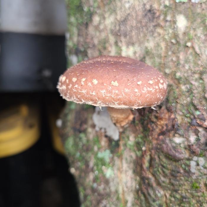 Shiitake close up