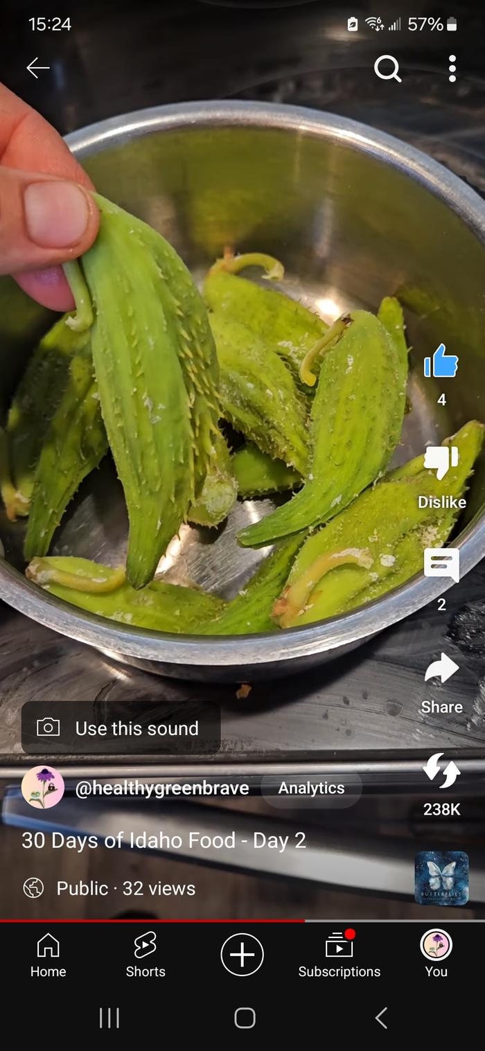 Boiled milkweed seeds pods