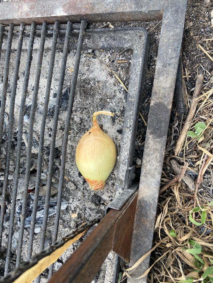 [Thumbnail for 4b_onion-before-being-buried-in-coals.JPG]