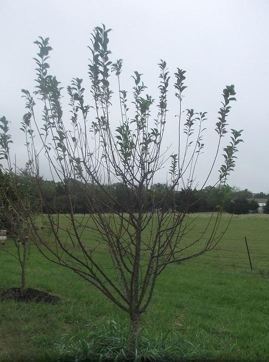 Plum tree needing pruning