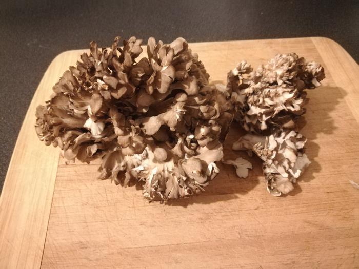 Beautiful maitake