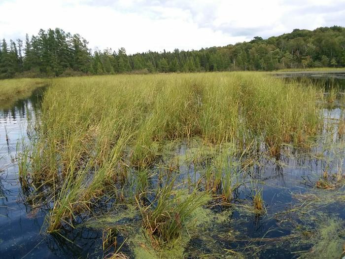 Rice on the water