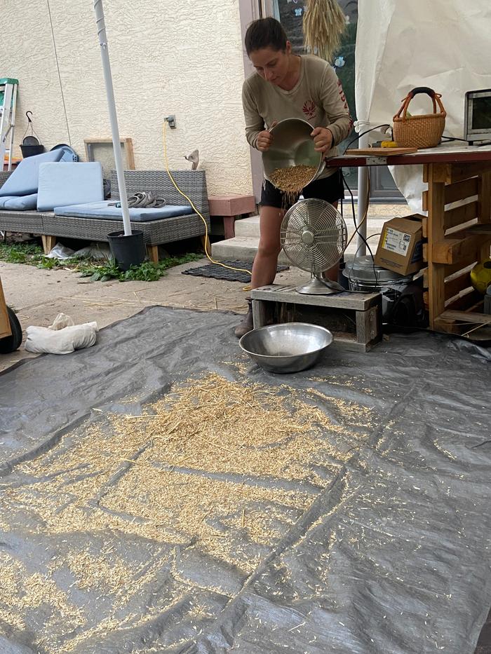 a woman winnows grain by dropping it in front of a fan into a big stainless steel bowl
