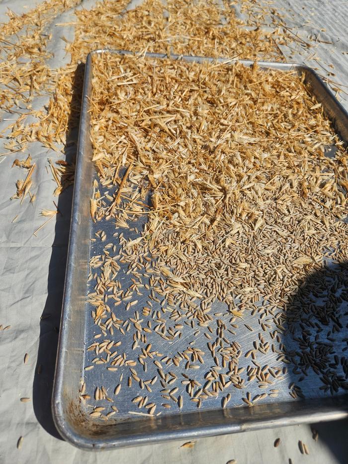 Catching most of it on a metal cookie sheet