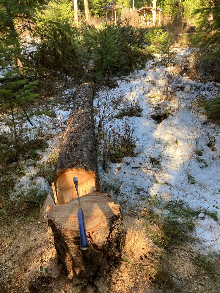 The tree Josiah downed and I limbed up