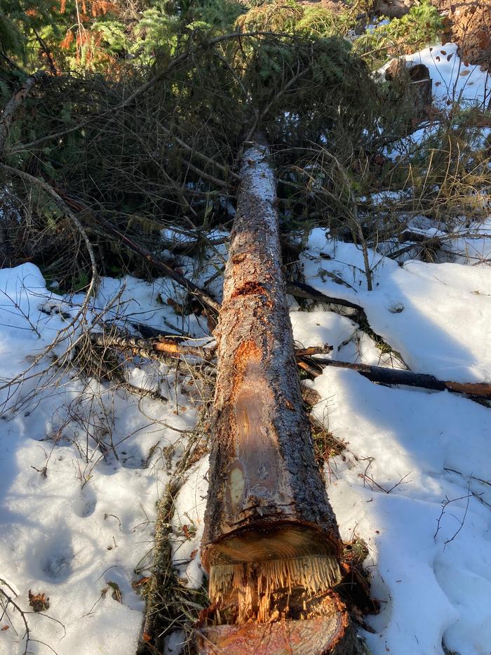 The tree I limbed up today 