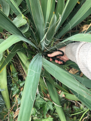 Harvest with a sharp knife or scissors