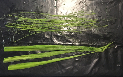 stripped leaves at the bottom and separated fibers at the top 