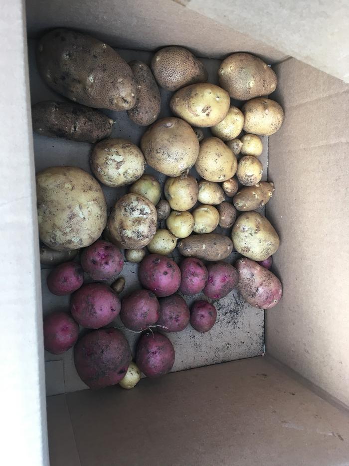 red and yellow potatoes