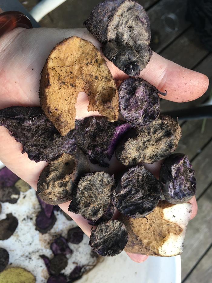 mice chewed potatoes