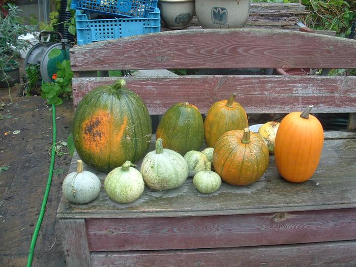 Green kuris in front and unknown variety culinary pumpkins