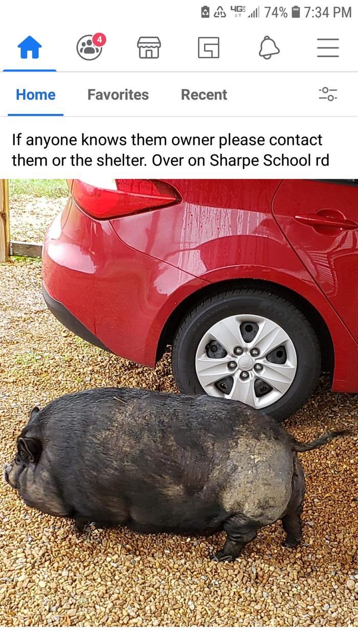 Lost pig
