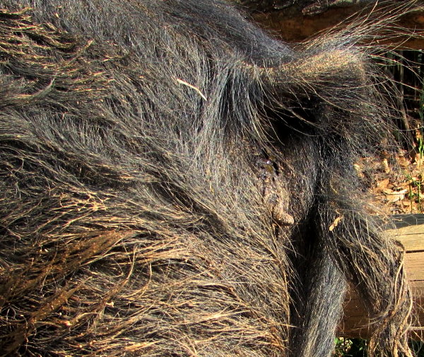 Piggy Pregnancy Pointer