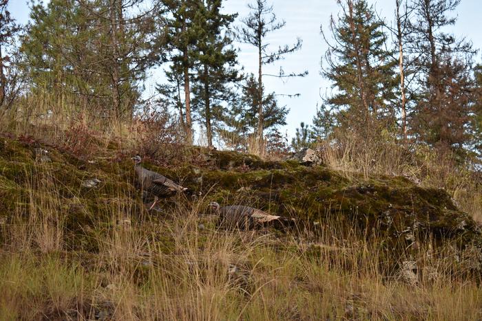 [Thumbnail for BRC_0769.JPG]