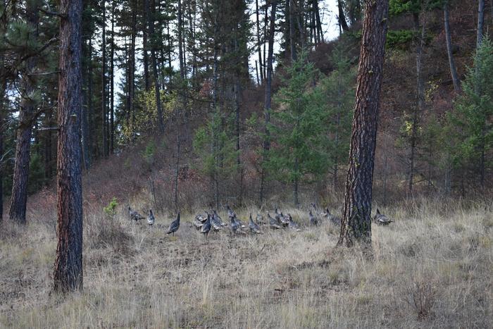 [Thumbnail for BRC_0772.JPG]