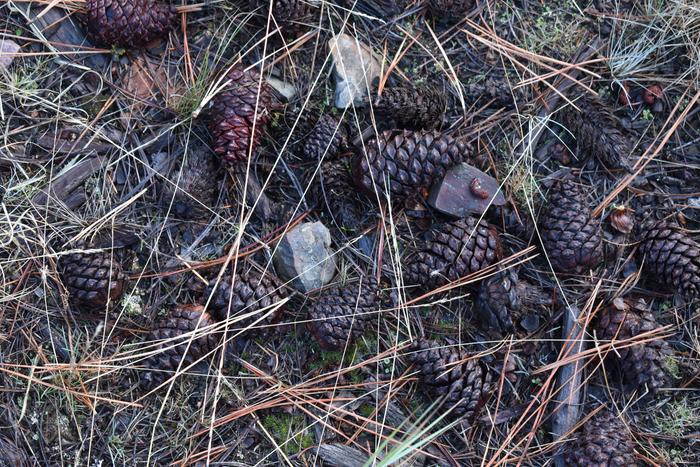 [Thumbnail for BRC_0778.JPG]