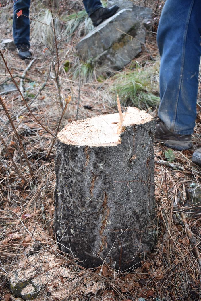 [Thumbnail for BRC_0823.JPG]