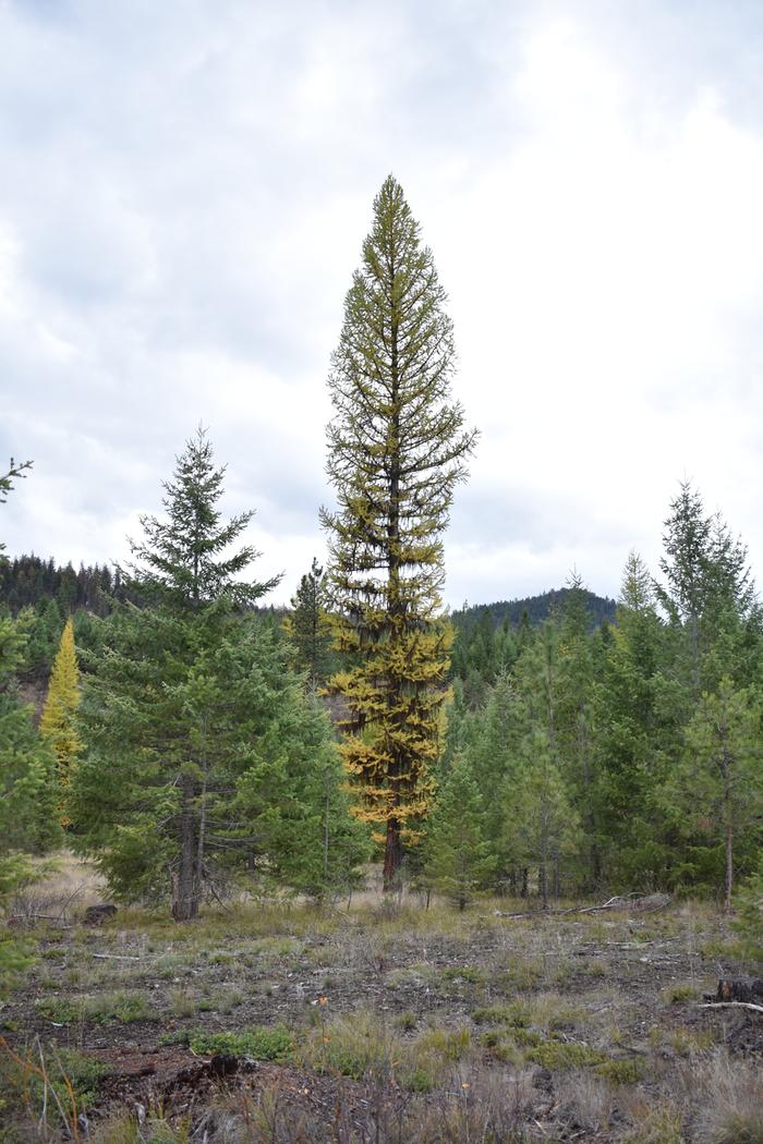 [Thumbnail for BRC_0824.JPG]